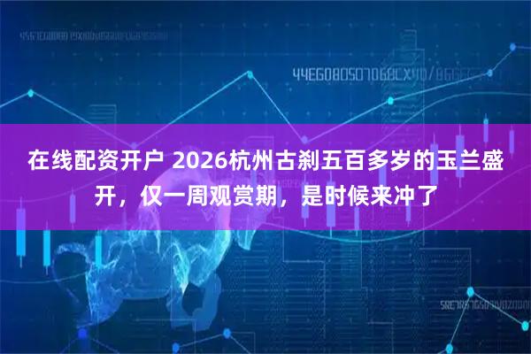 在线配资开户 2026杭州古刹五百多岁的玉兰盛开，仅一周观赏期，是时候来冲了